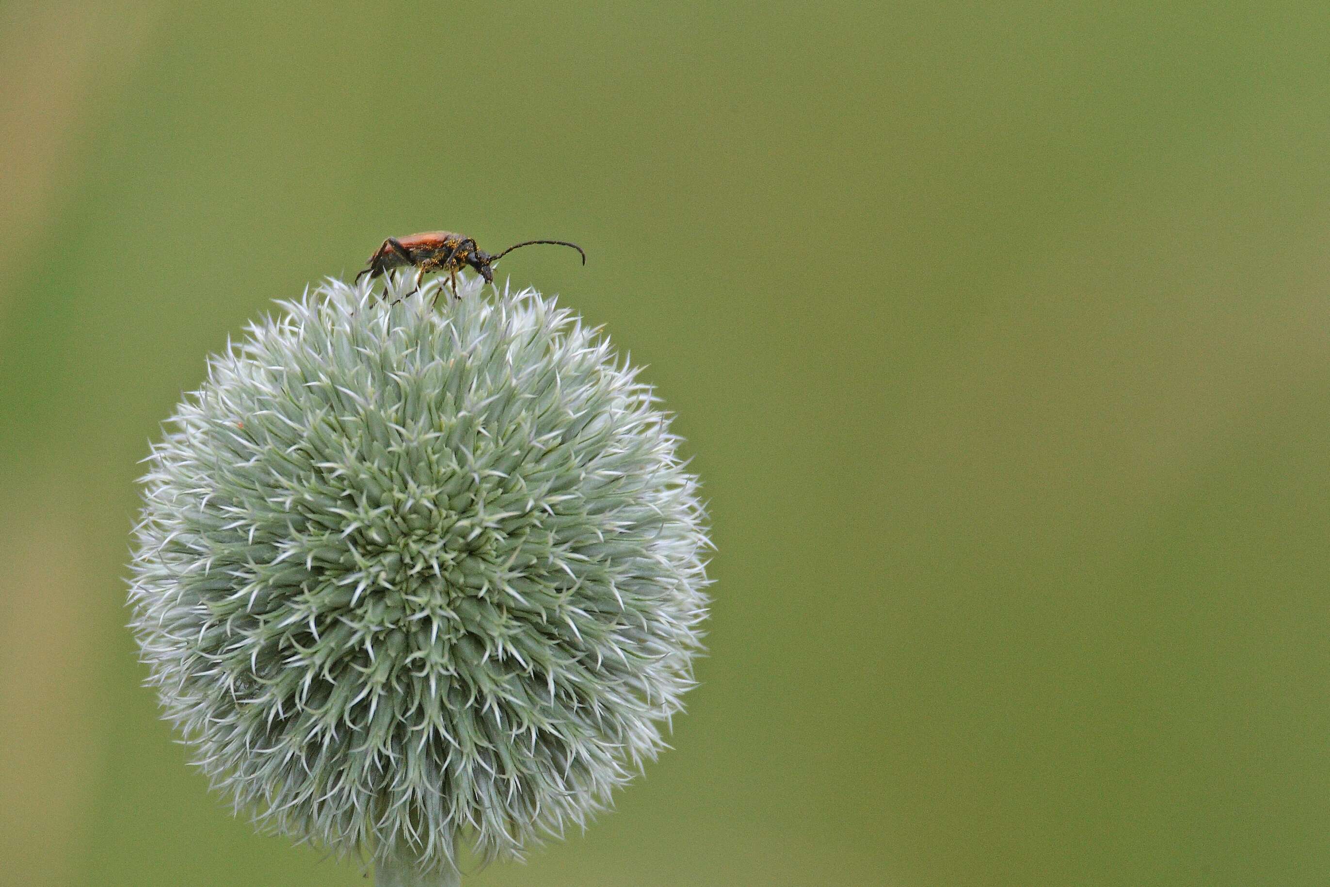 Image of Black-striped Longhorn Beetle