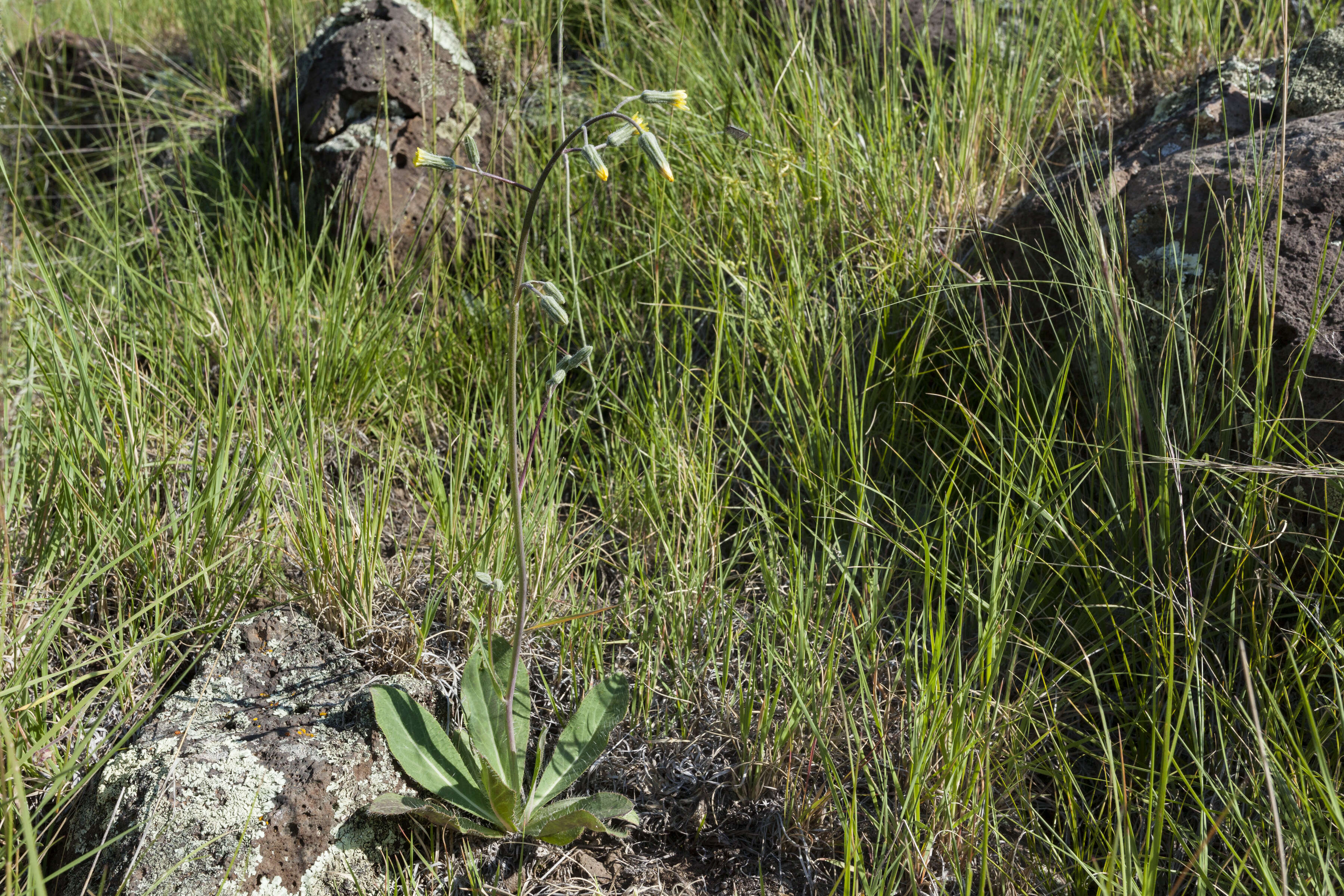 Image of yellow hawkweed