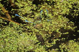 Imagem de Coenagrion puella (Linnaeus 1758)