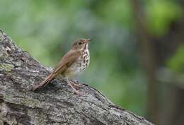 Image of Hermit Thrush