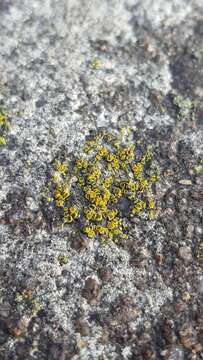 Image of Hidden goldspeck lichen