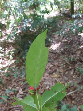 Image of Ixora biflora Fosberg