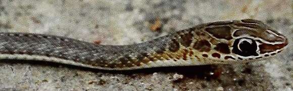 Image of Psammophis phillipsii (Hallowell 1844)