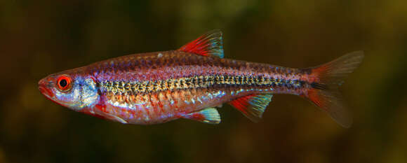 Image of Rainbow Shiner