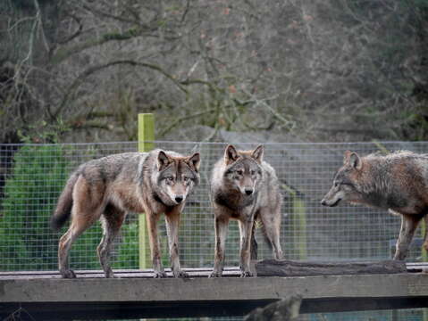 Image of gray wolf