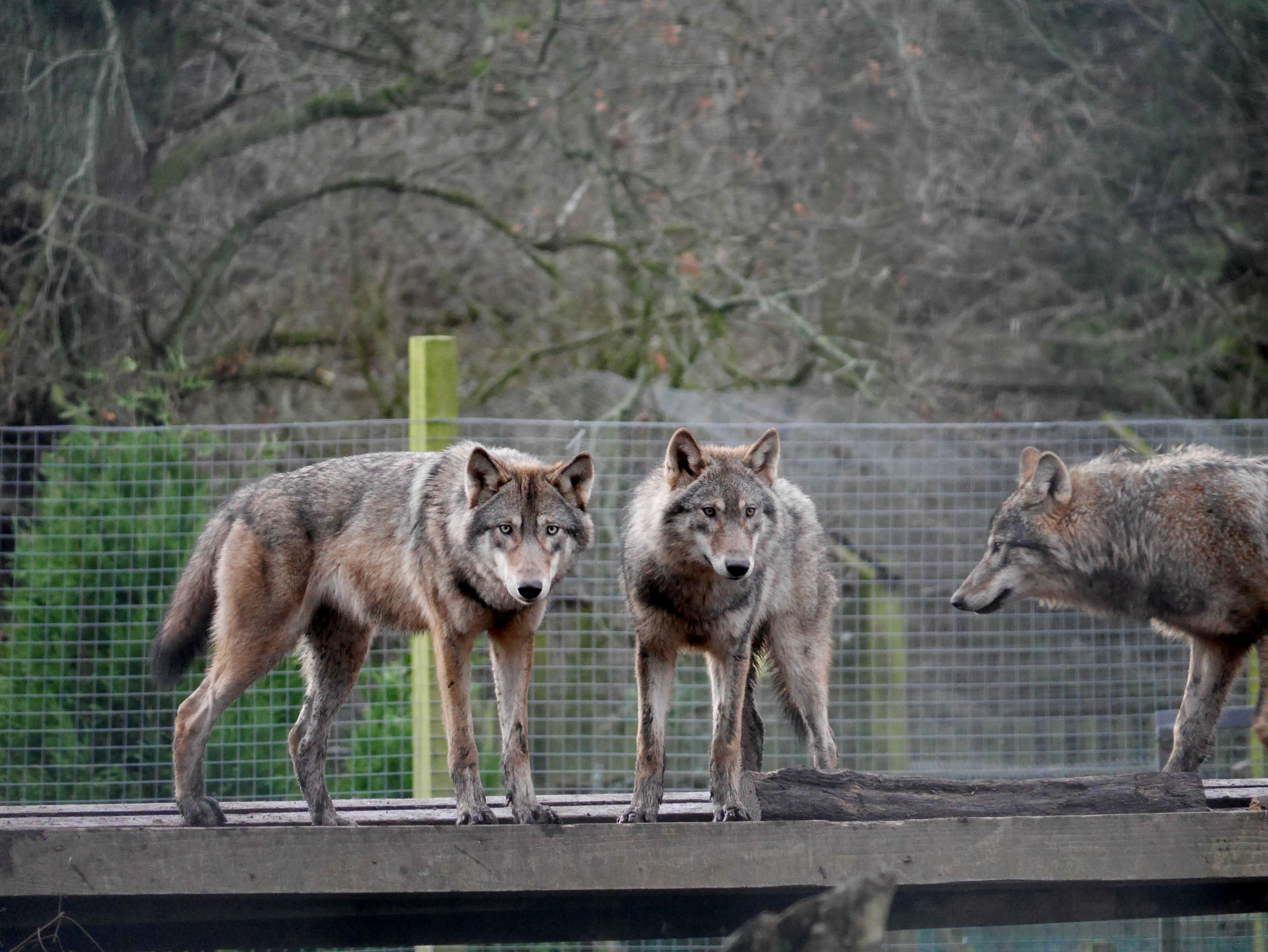 Image of gray wolf