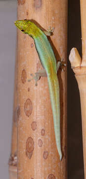 Image of Klemmer's day gecko