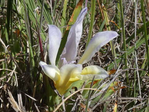 Image of Babiana vanzijliae L. Bolus