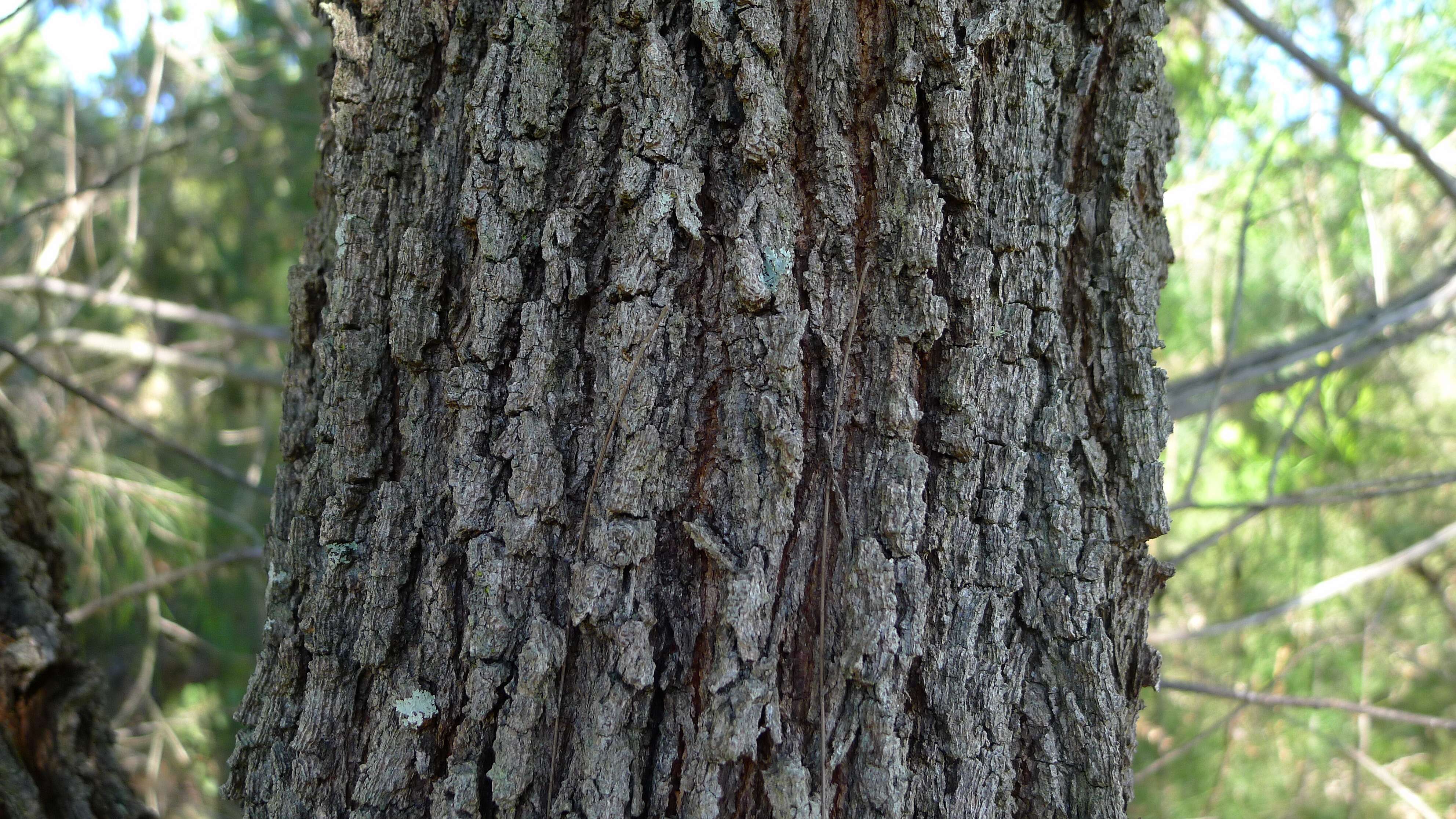 Image of black she-oak