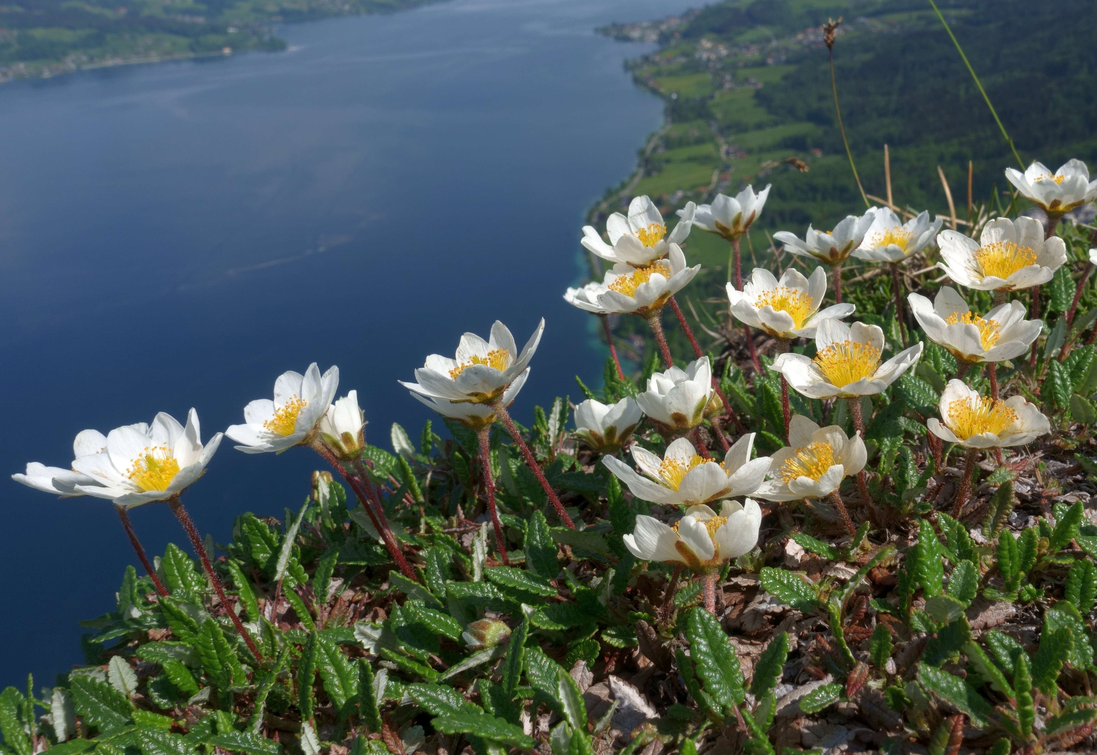 Imagem de Dryas octopetala L.