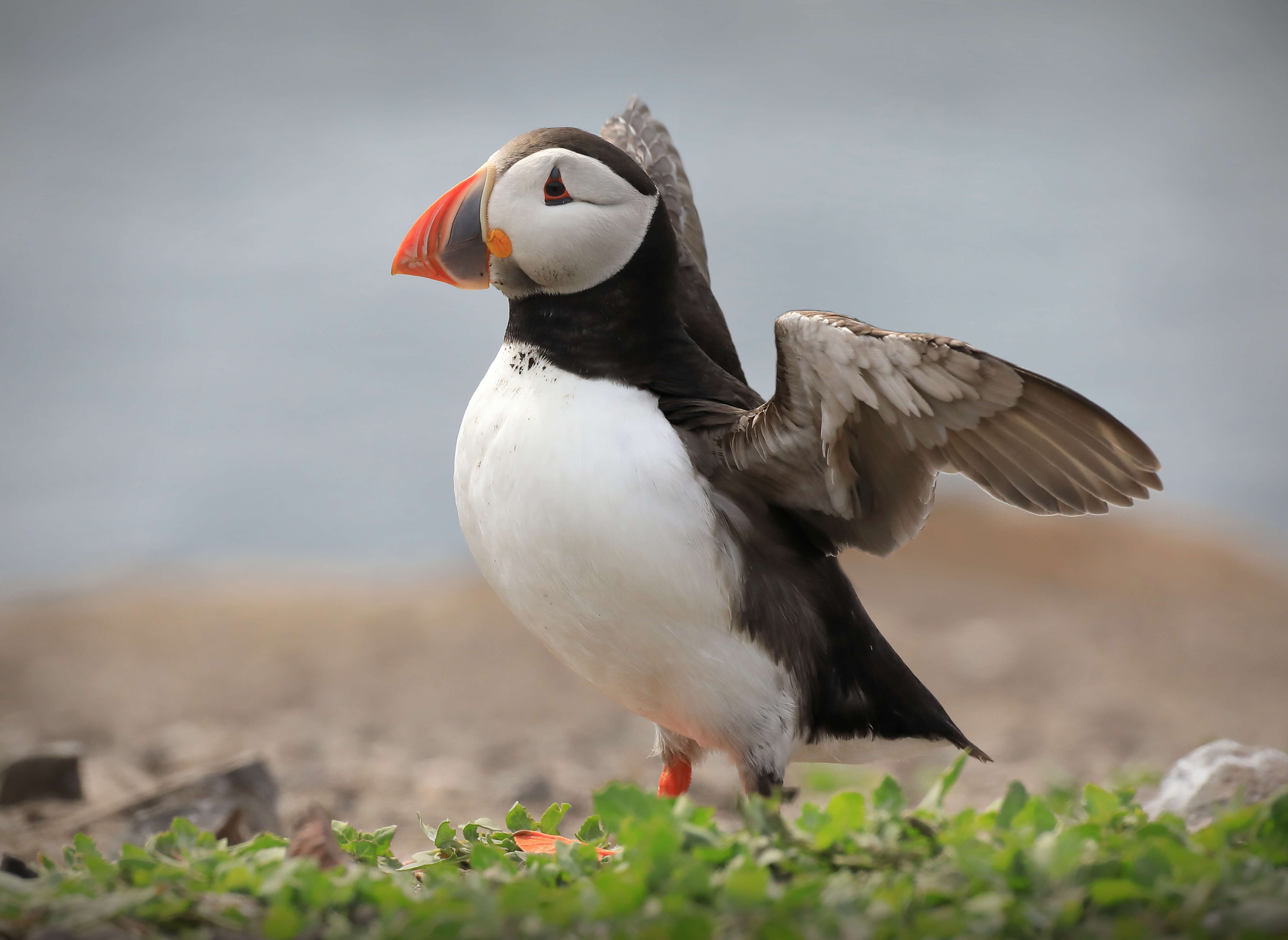 Image of Puffin