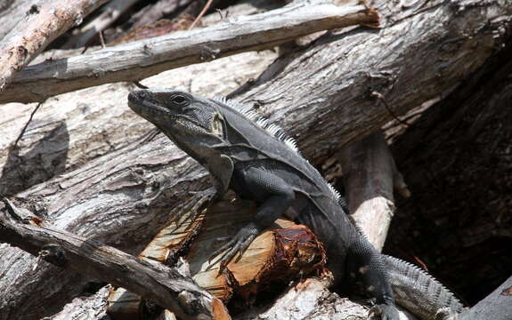 Image of Ctenosaura