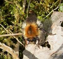 Image of Common carder bumblebee