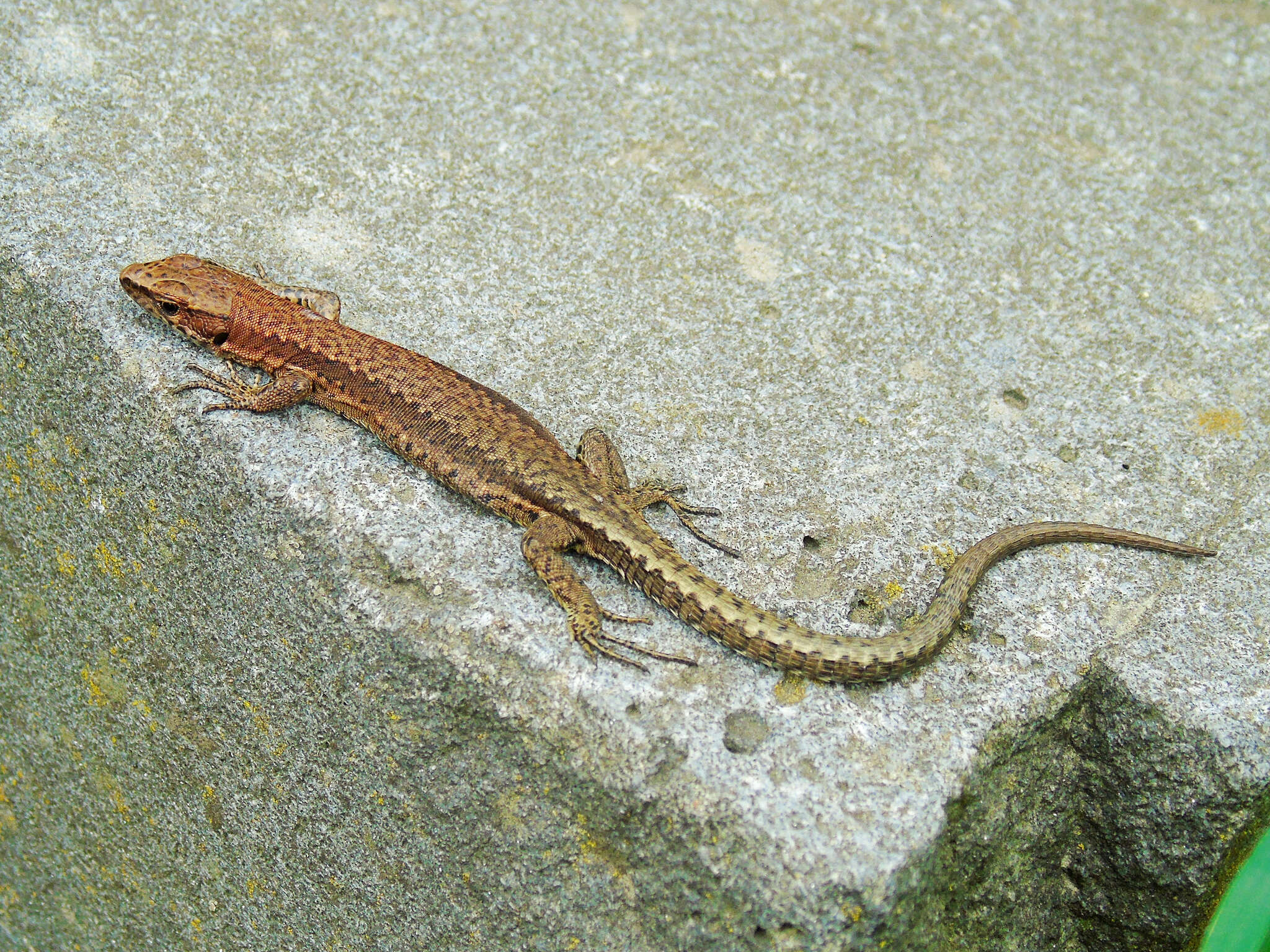 Image of Derjugin's lizard