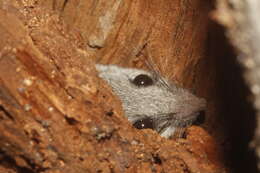 Imagem de Peromyscus simulus Osgood 1904