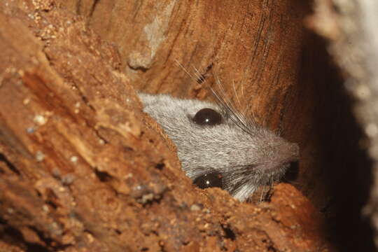 Image de Peromyscus simulus Osgood 1904