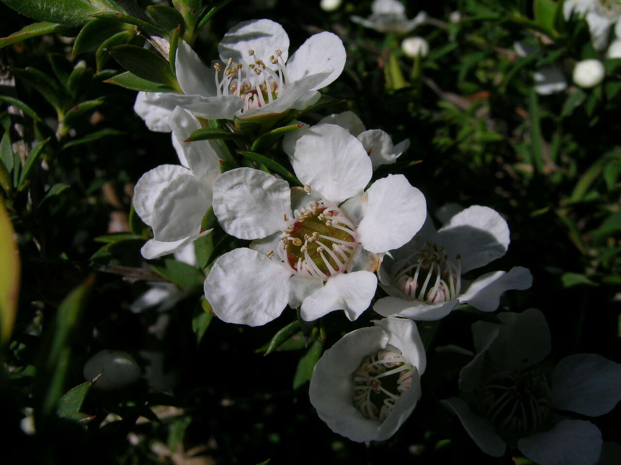 Image of Leptospermum continentale J. Thompson