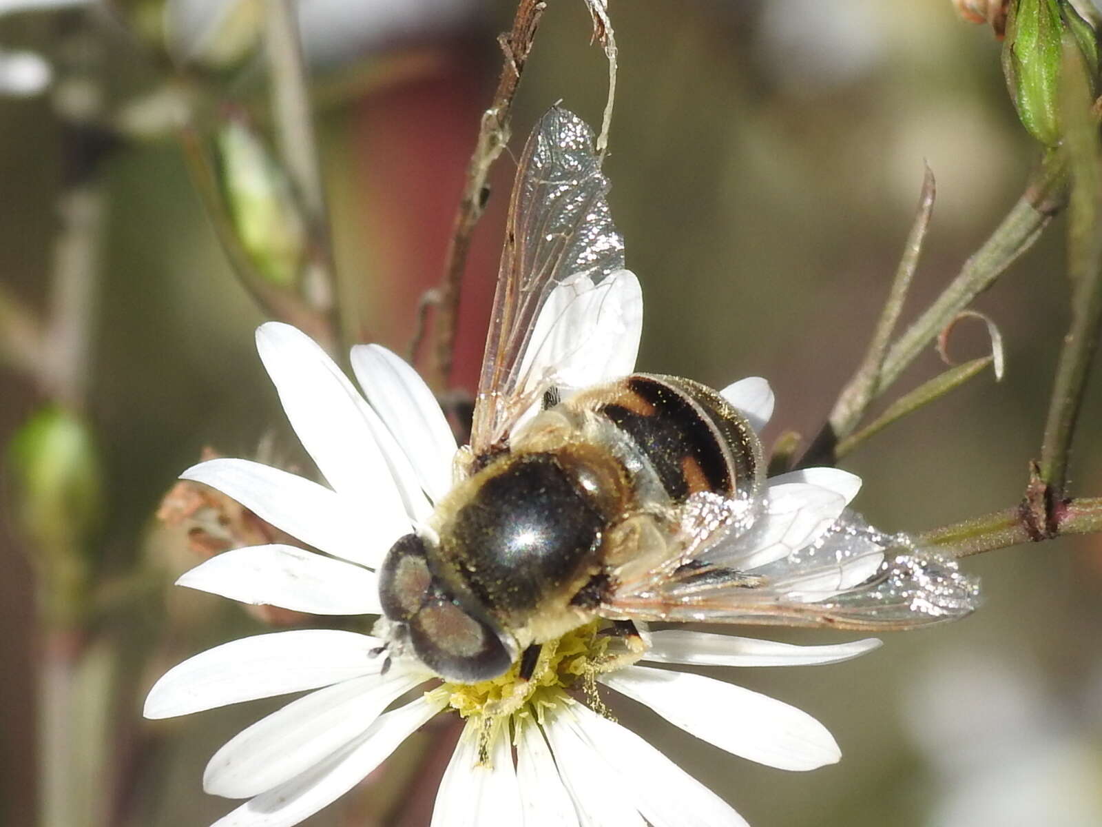 Image of Eristalis stipator Osten Sacken 1877