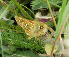 Image of Common Branded Skipper