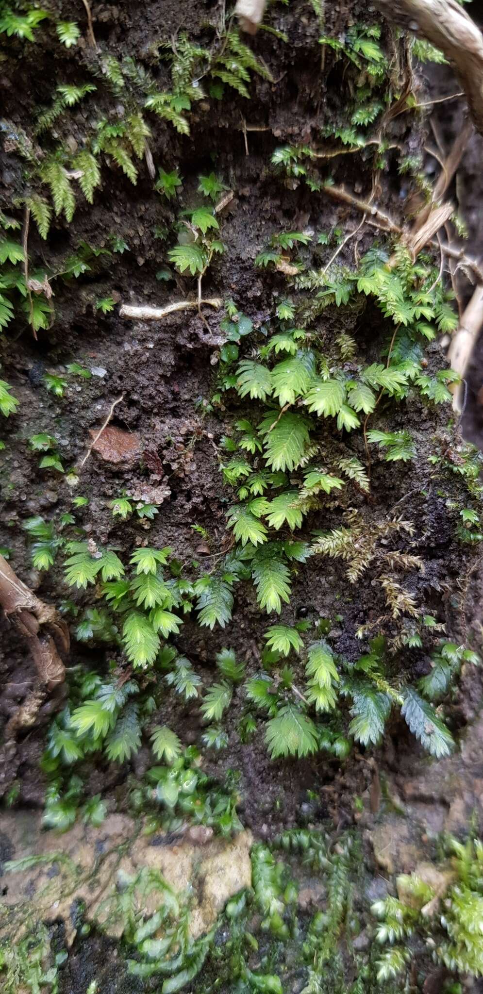 Image of fissidens moss