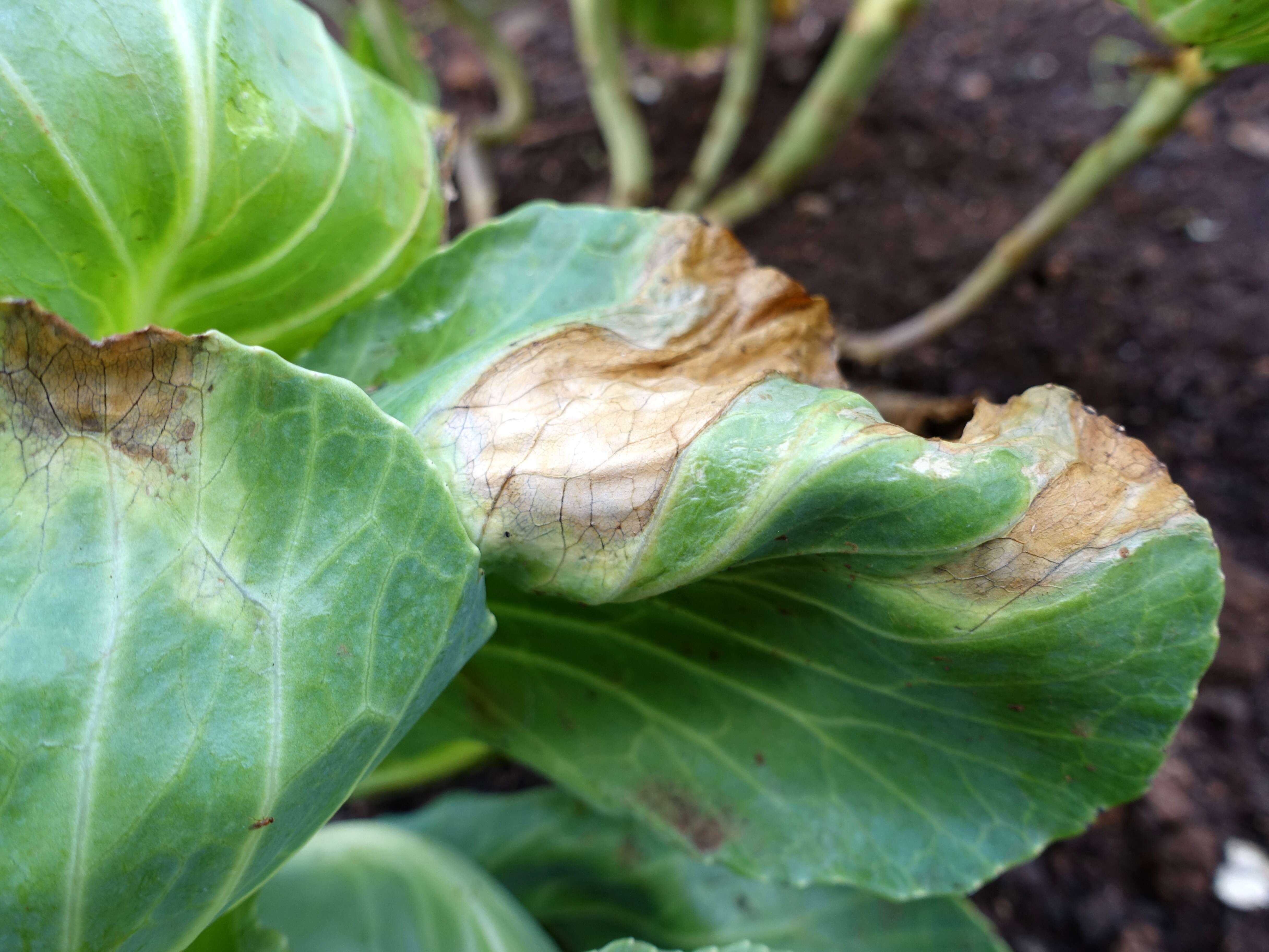 Image of white cabbage