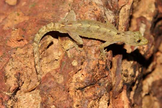 Image of Cnemaspis amboliensis Sayyed, Pyron & Dileepkumar 2018