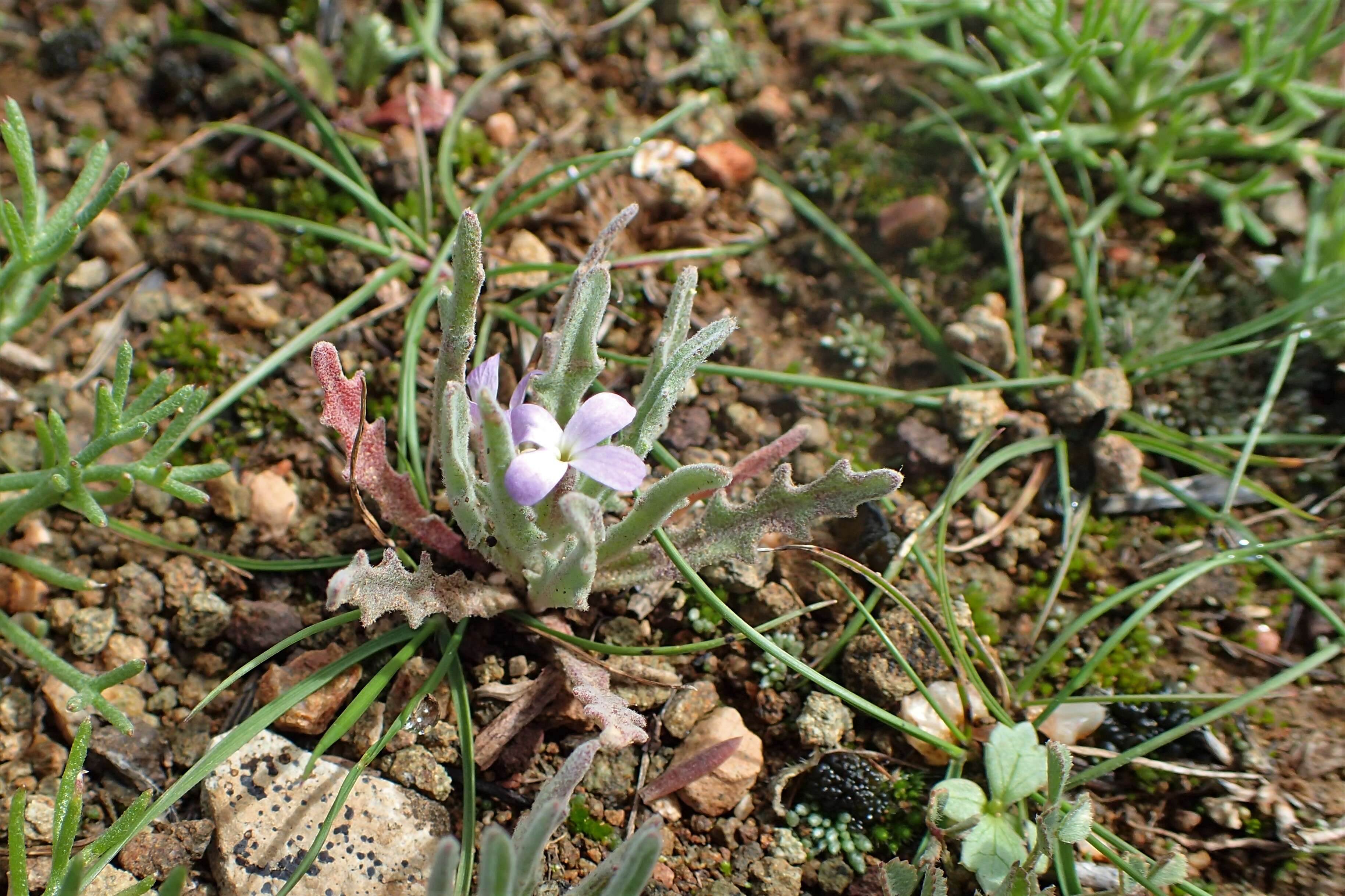 Plancia ëd Matthiola parviflora (Schousb.) W. T. Aiton