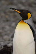 Image of King Penguin