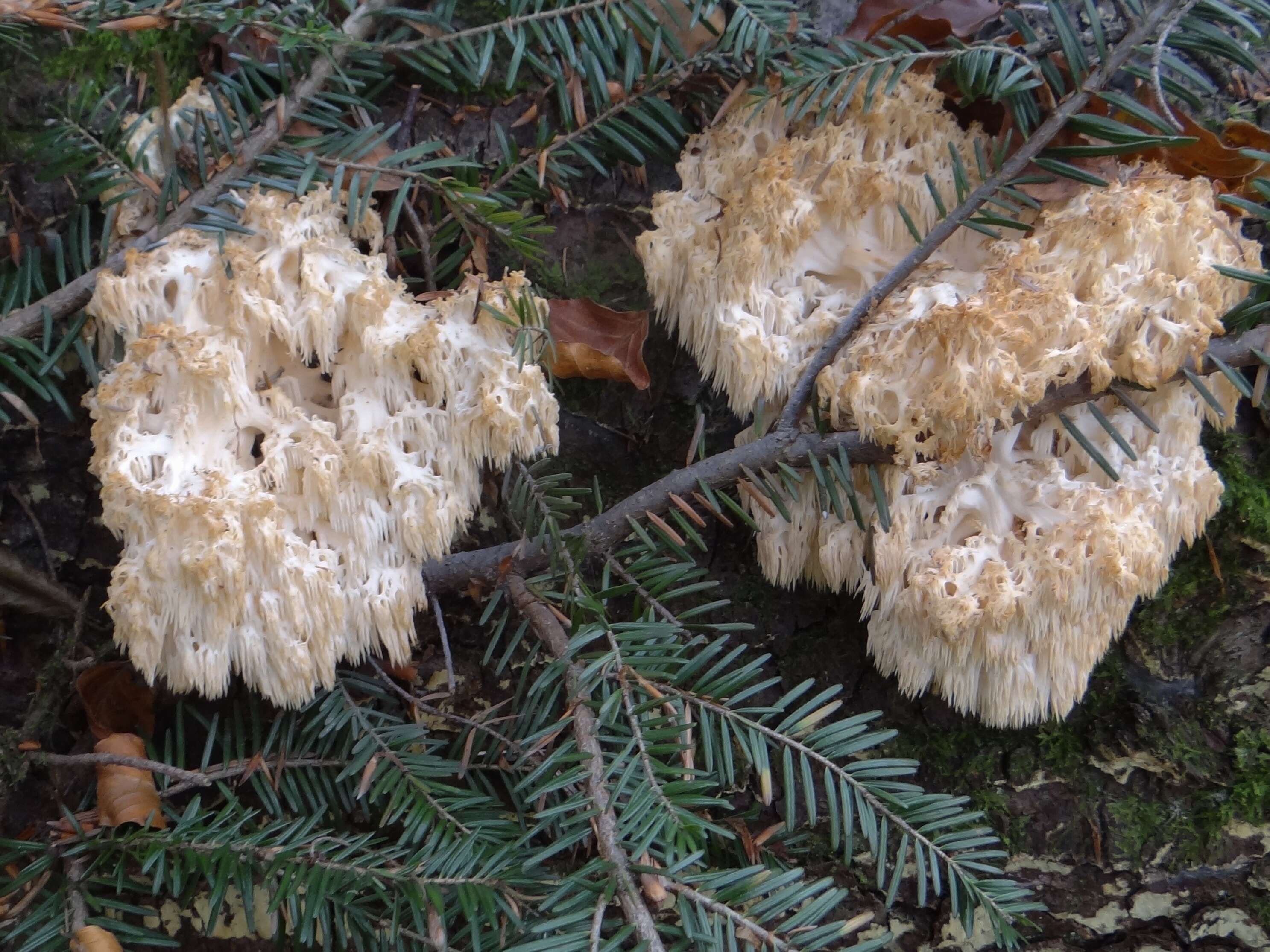 Image of Hericium flagellum (Scop.) Pers. 1797