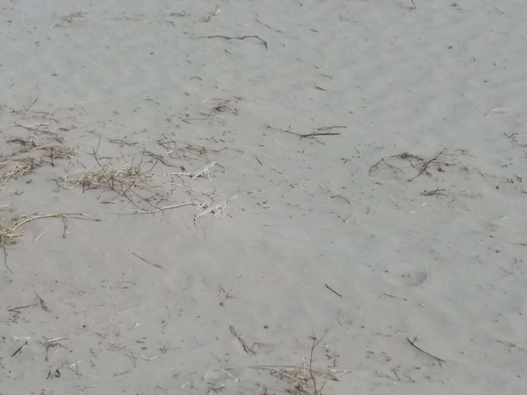 Image of Fringe-toed Sand Lizard