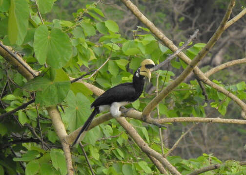 Image of Oriental Pied Hornbill