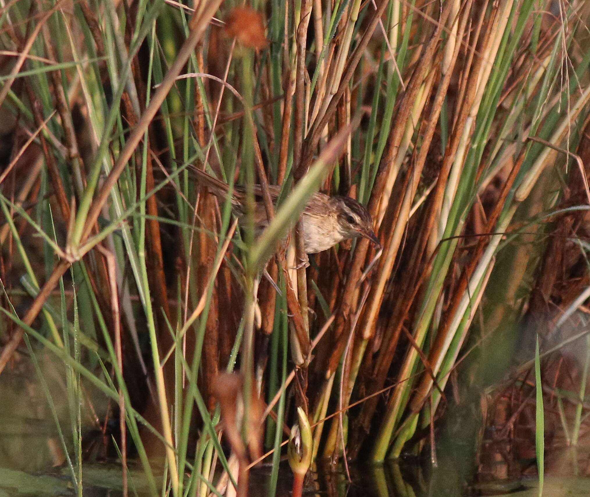 Image of Sedge Warbler