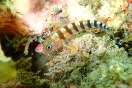 Image of Blue-eyed Triplefin