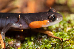 Image of Jordan's Salamander