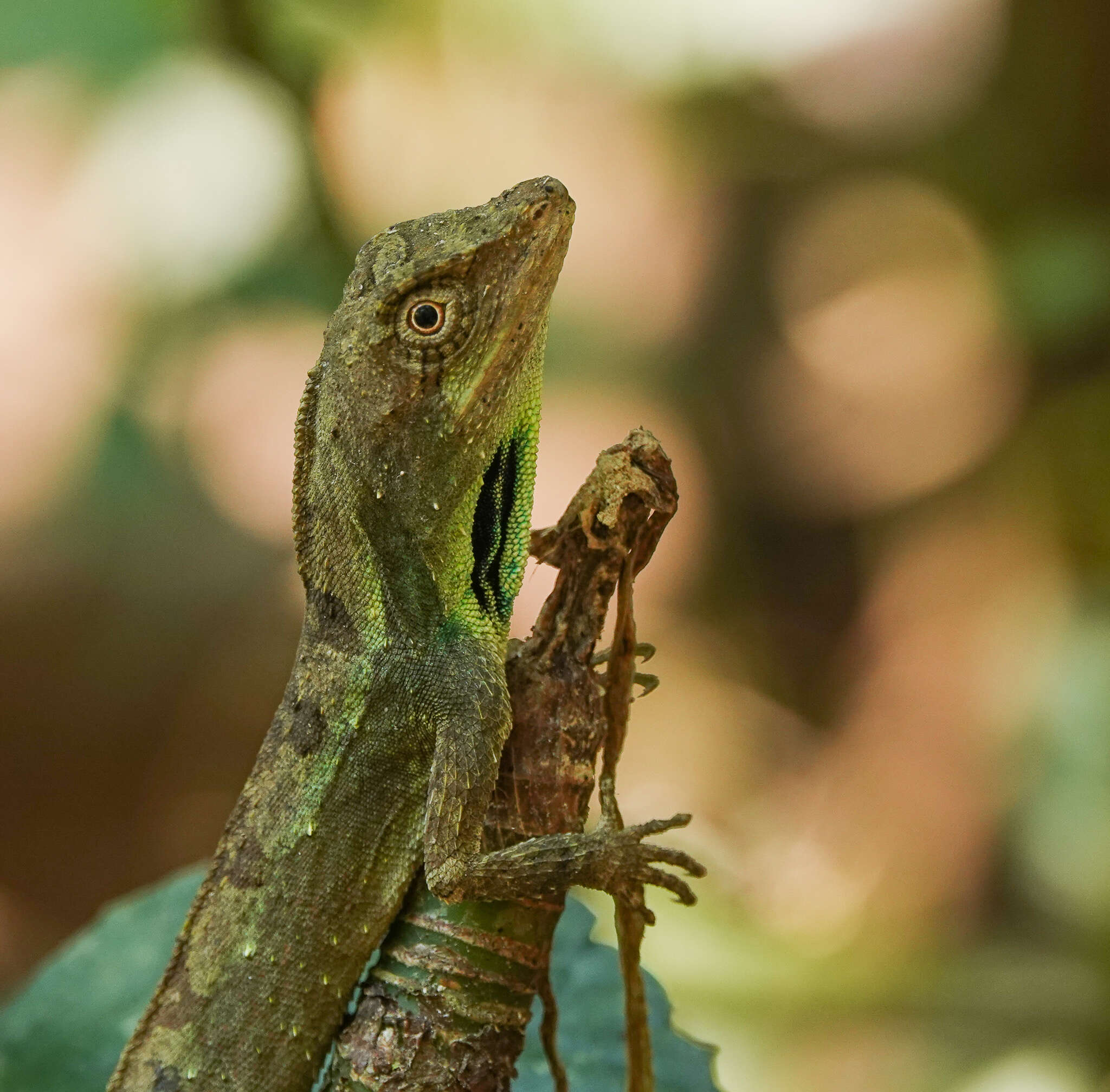 Image of Green Fan-throated lizard