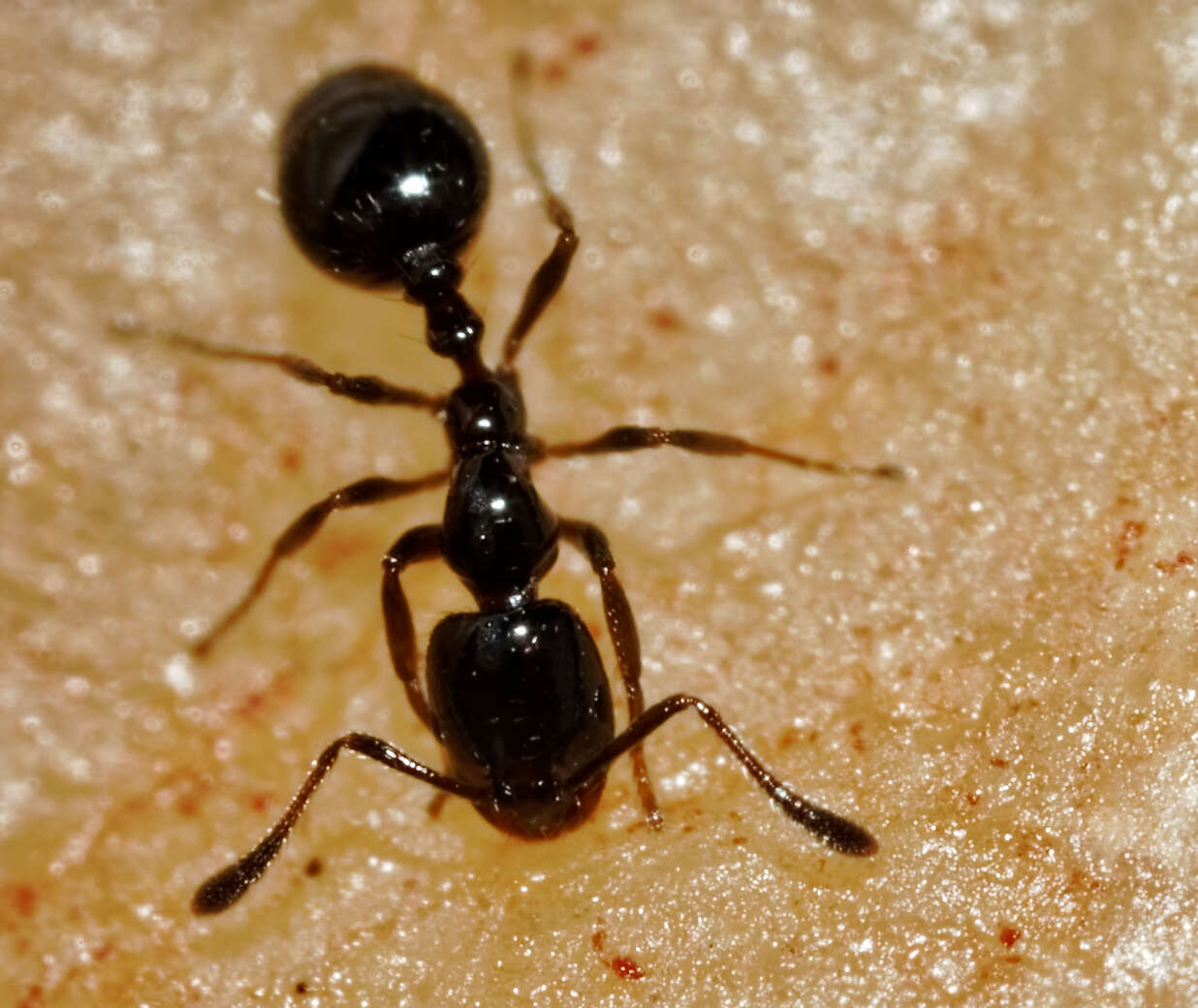 Image of Little Black Ant