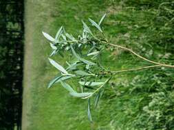 Image of creeping willow