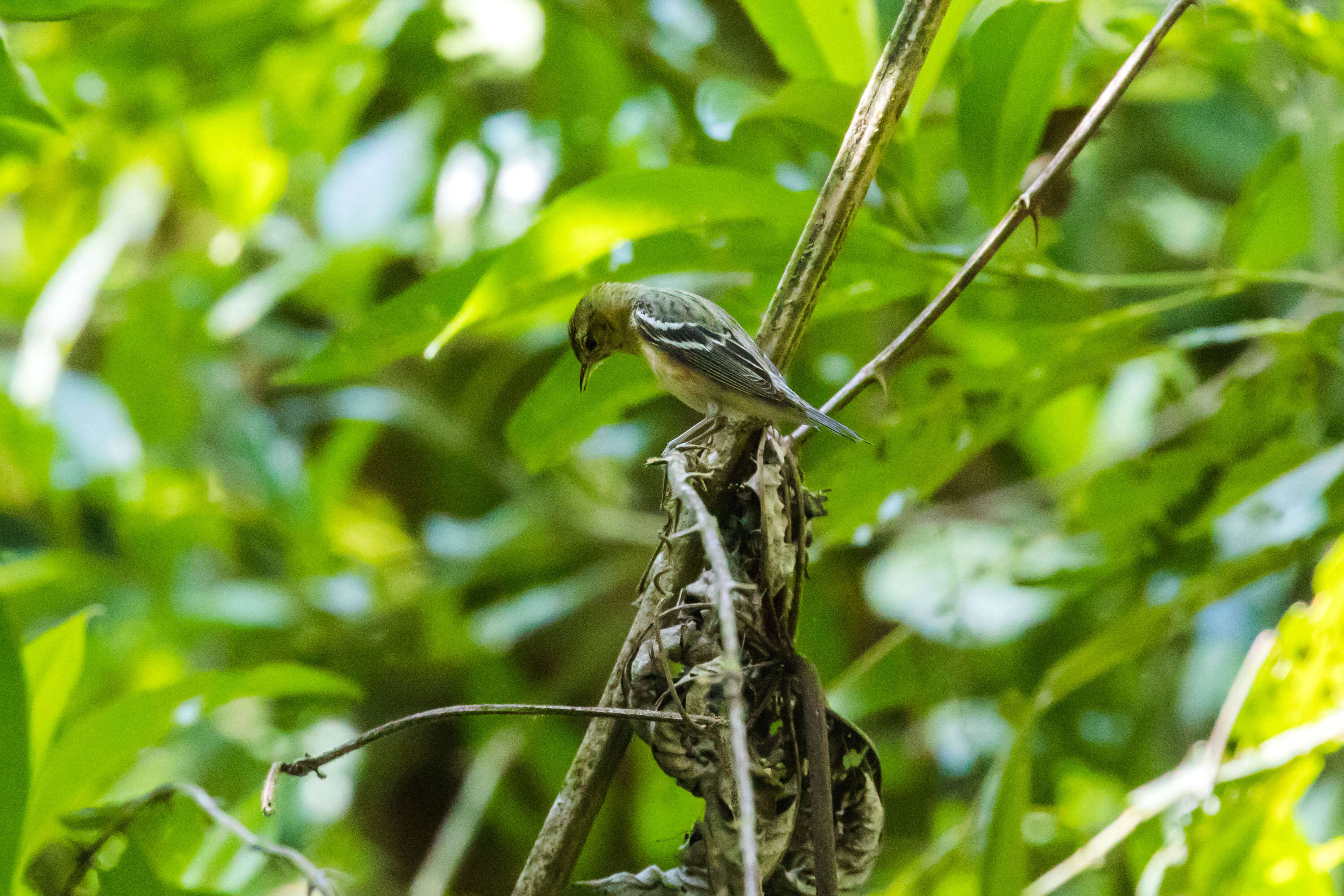 Image of Bay-breasted Warbler