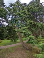 Image of eastern hemlock