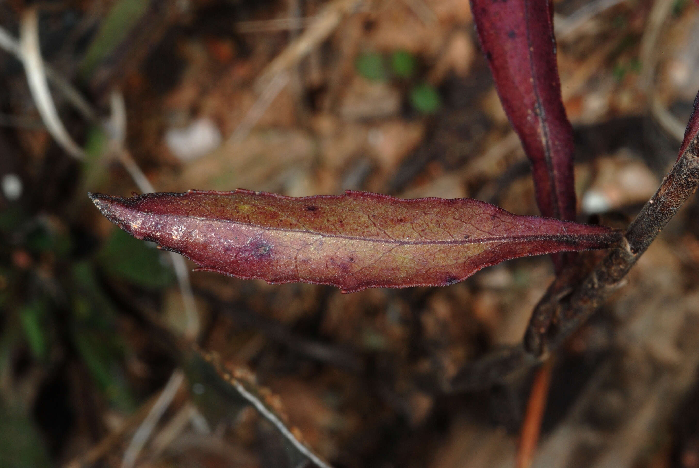 Image of downy goldenrod