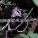 Image of Guianan White-eared Opossum