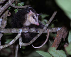 Image of Guianan White-eared Opossum