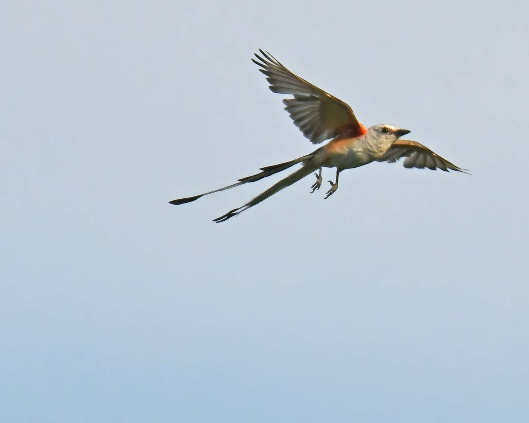 Image of Scissor-tailed Flycatcher