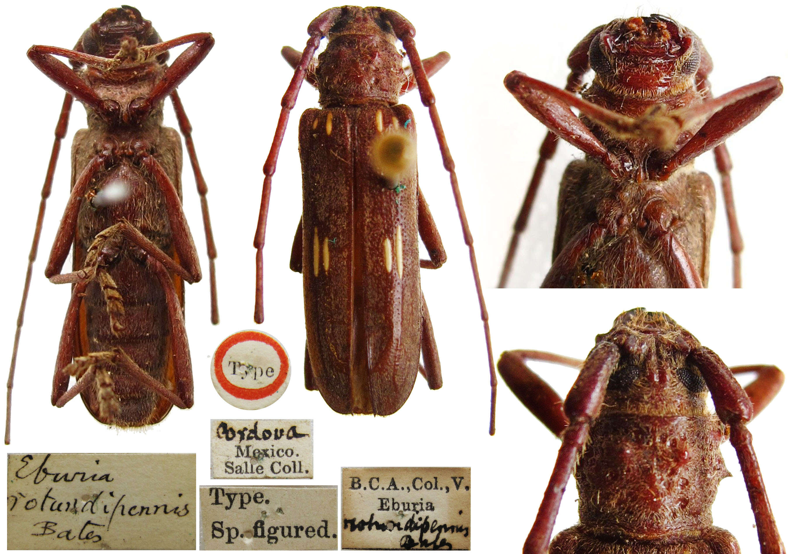 Image of Susuacanga rotundipenne (Bates 1884)