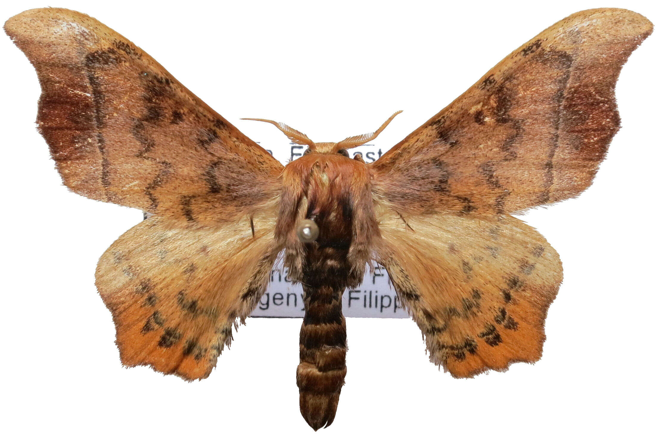 Image of Oberthueria caeca (Oberthür 1880)