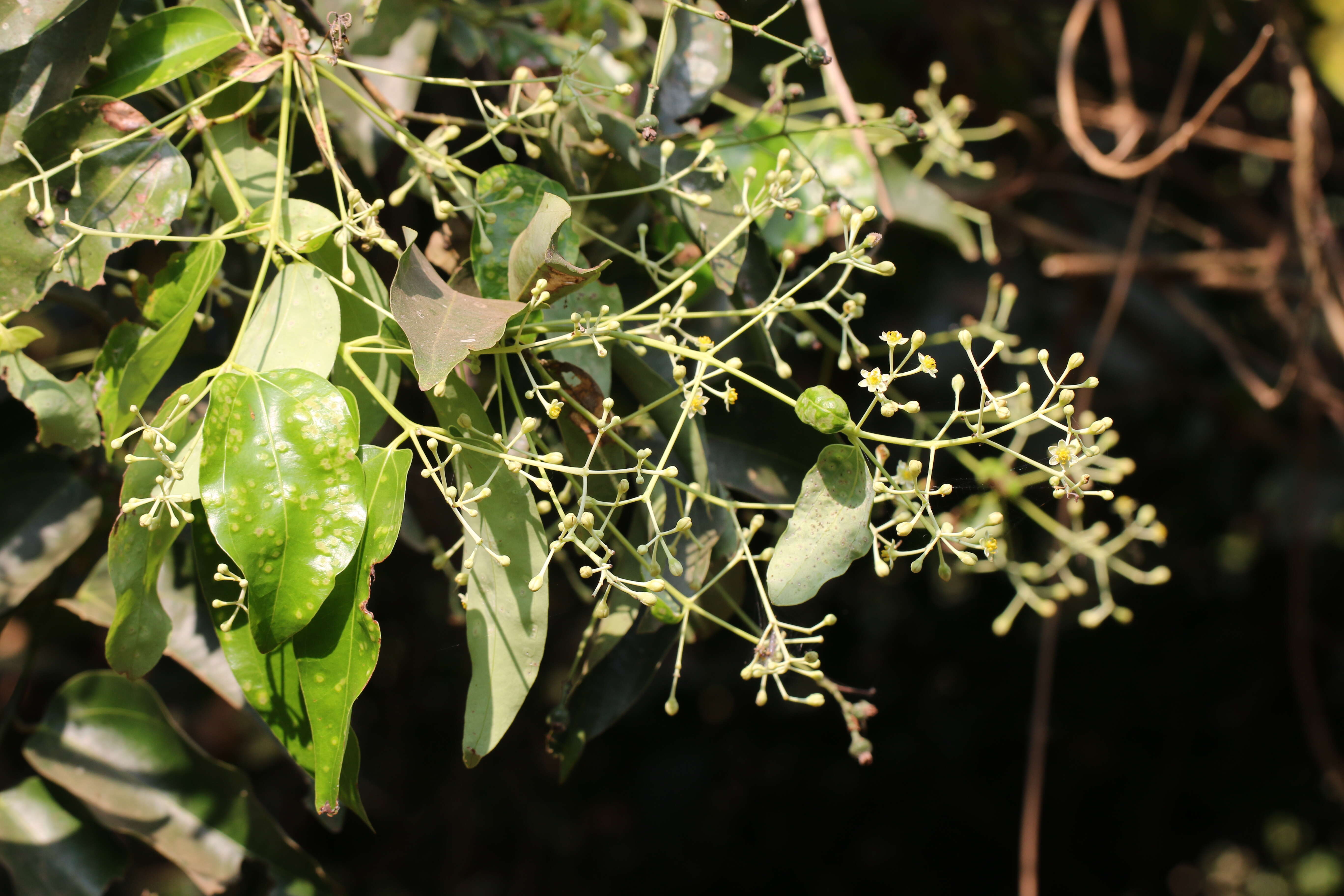 Imagem de Cinnamomum malabatrum (Burm. fil.) Presl