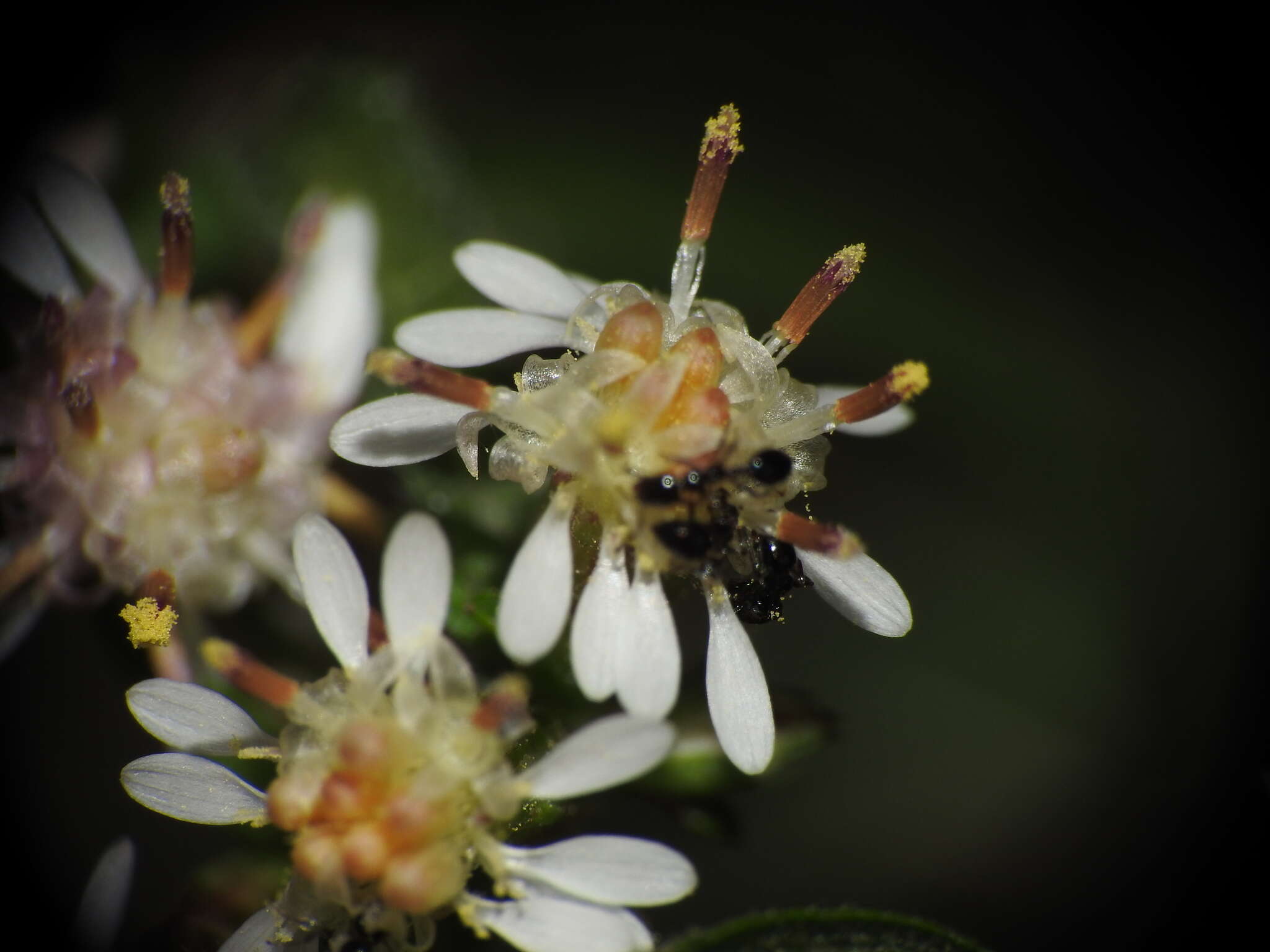 Image of Little Black Ant