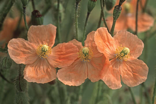 Image of Orange poppy