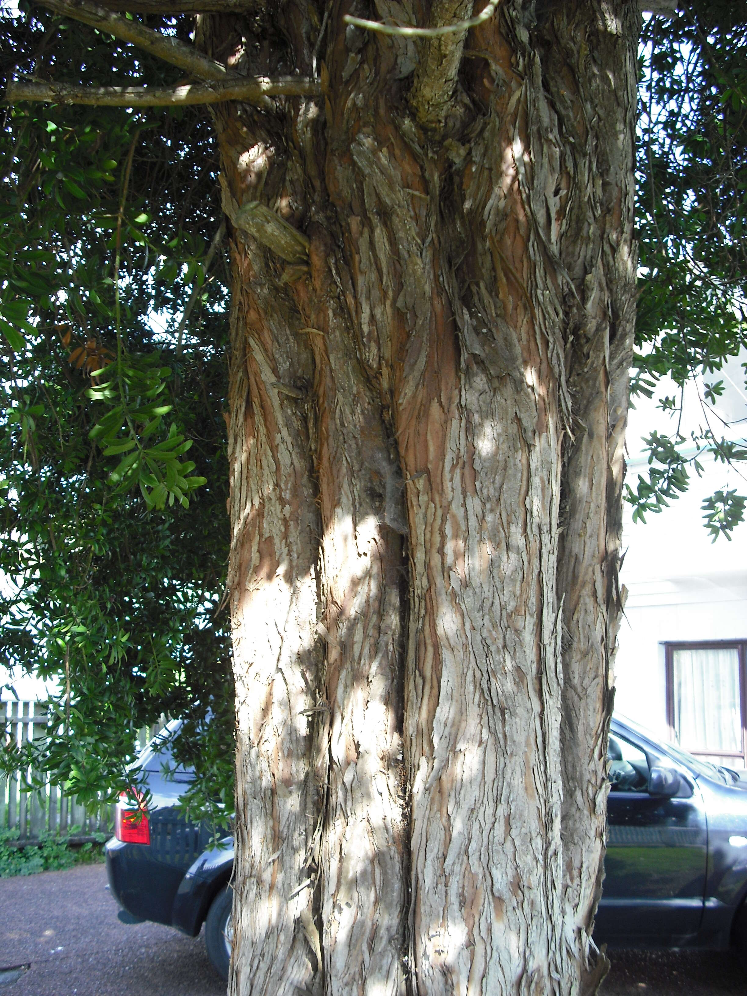 Image of Broad-leaved Yellowwood