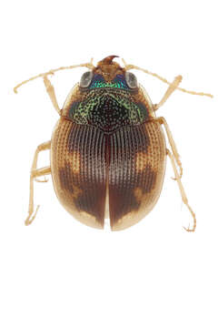 Image of Round Sand Beetles